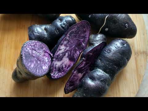 [ENG] How to grow purple potatoes. Purple potato, truffle potato, chinese, growing, fertilizing,