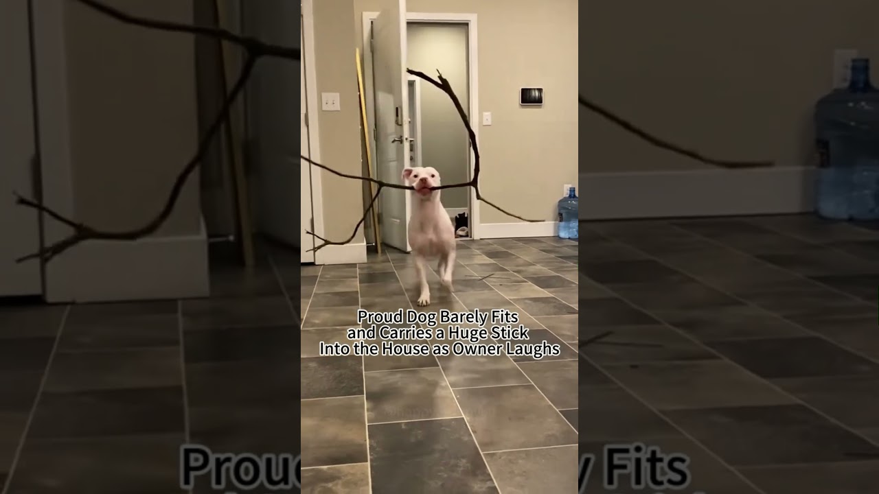 Dogs and sticks🤣🤣