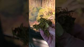 Why I Use Sphagnum Moss in My Snake’s Enclosure