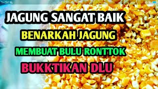 Jagung Pakah boleh Untuk Makanan Ayam Kita‼️