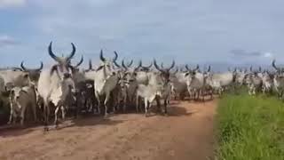 Pulagu né wélli