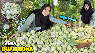 Picking fruit in the garden | Harvesting nona fruit