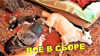 ВСЕ ЖИВОТНЫЕ В КОМНАТЕ 3 (голуби, ворона, кошки и собаки) ВСЕ ЖИВОТНЫЕ В КОМНАТЕ 3 (голуби, ворона, кошки и собаки)