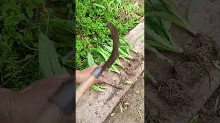 Watch These Wild Greens Get Trimmed in Seconds⚡#leafygreens #harvest #springveggies #countrysidelife