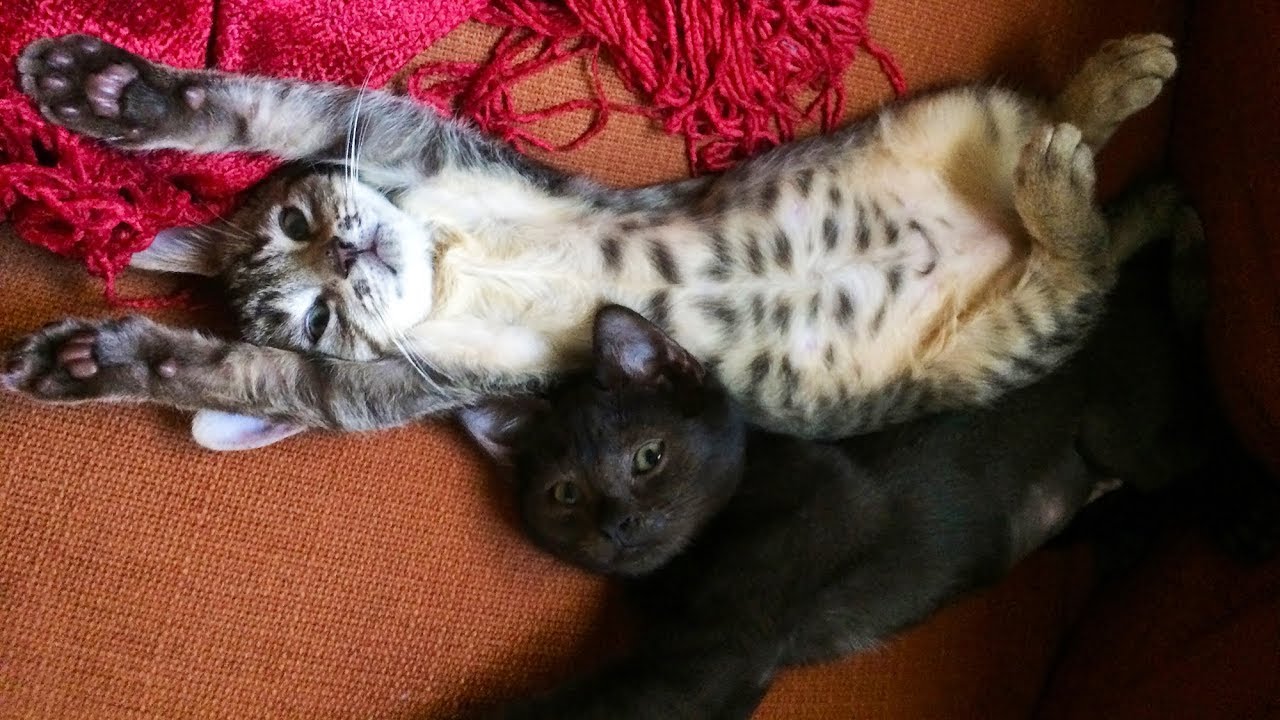 Hilarious cats clean the floor! kittens chasing swiffer 😂 YouTube