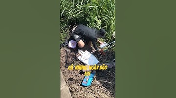 cá khủng ngày bão lụt #topgamedoithuonguytin