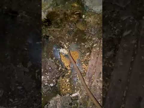 «Тrendy Topics in Pavlodar: A Deep Dive into Local Life, Culture, and Technology»