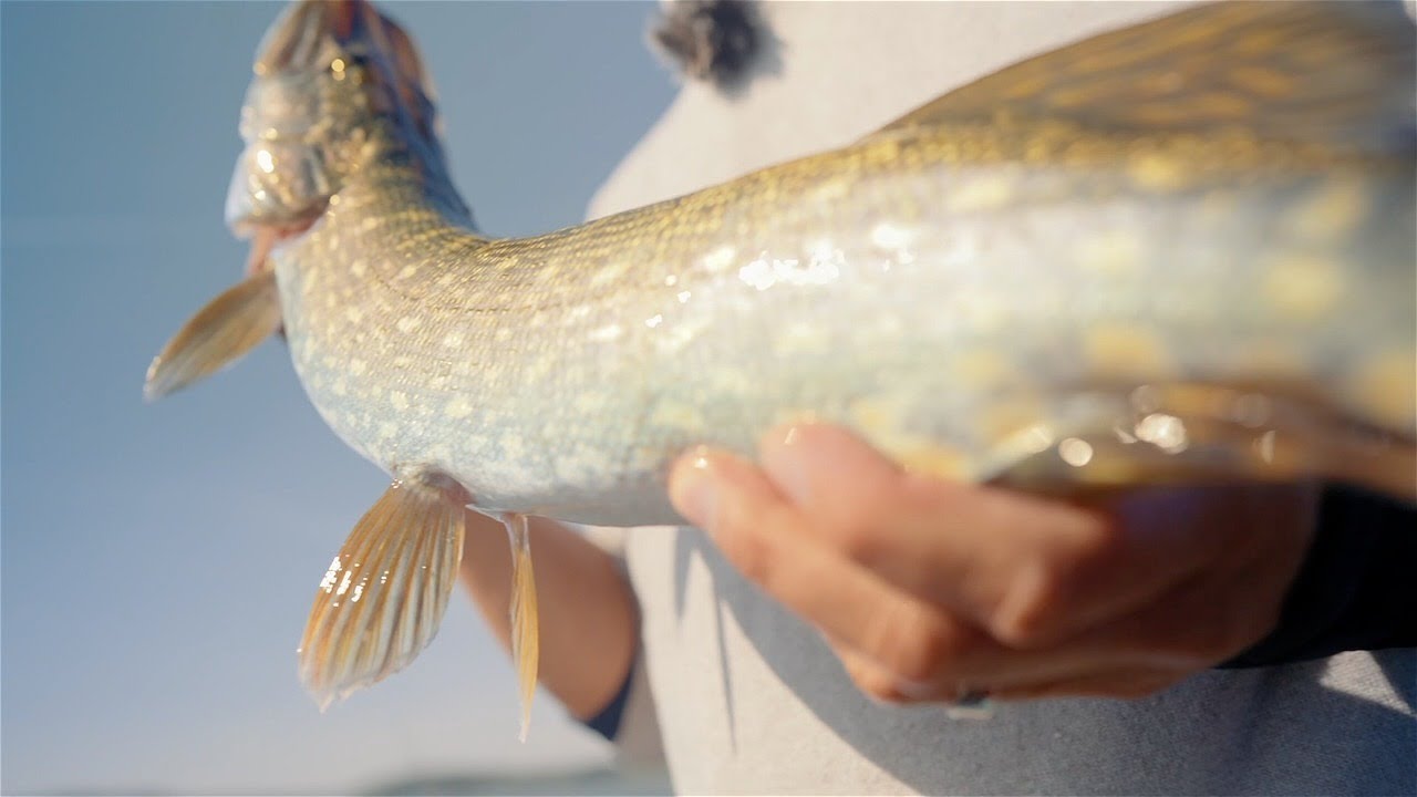 „Šiandien kimba“. Rudeniui įsibėgėjant – lydekų ir ešerių medžioklė (2025-09-21)