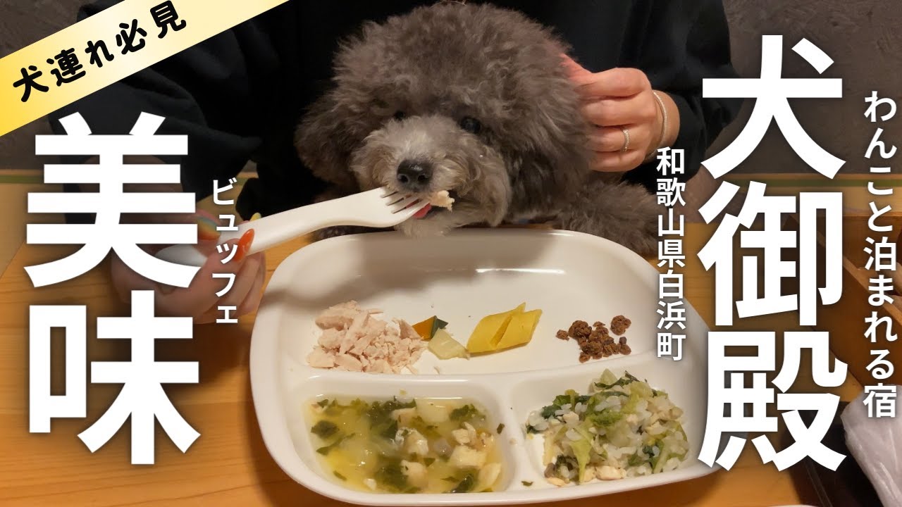 犬と一緒に泊まれる宿 犬御殿ビュッフェでフライングのトルテ In和歌山白浜 トイプードルのtorte Channel Youtube 犬と一緒に泊まれる宿 犬御殿ビュッフェでフライングのトルテ In和歌山白浜 トイプードルのtorte Channel Youtube