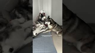 My Dog Thought I Replaced Him 