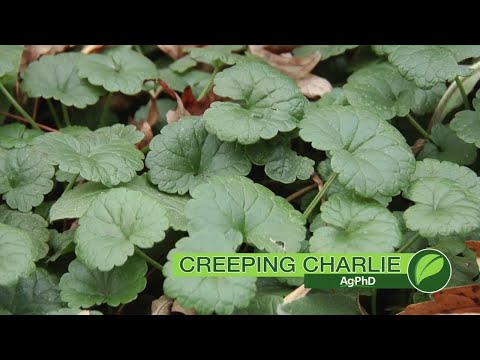 Weed of the Week #1061 Creeping Charlie (Air Date 8-5-18)
