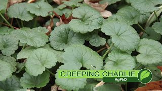 Weed of the Week #1061 Creeping Charlie (Air Date 8518)