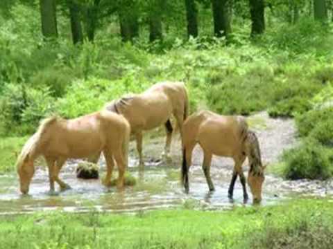 All the Pretty Horses (Harp Lullaby)