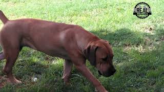 Real Boerboels - The three girls are now 8 months old.