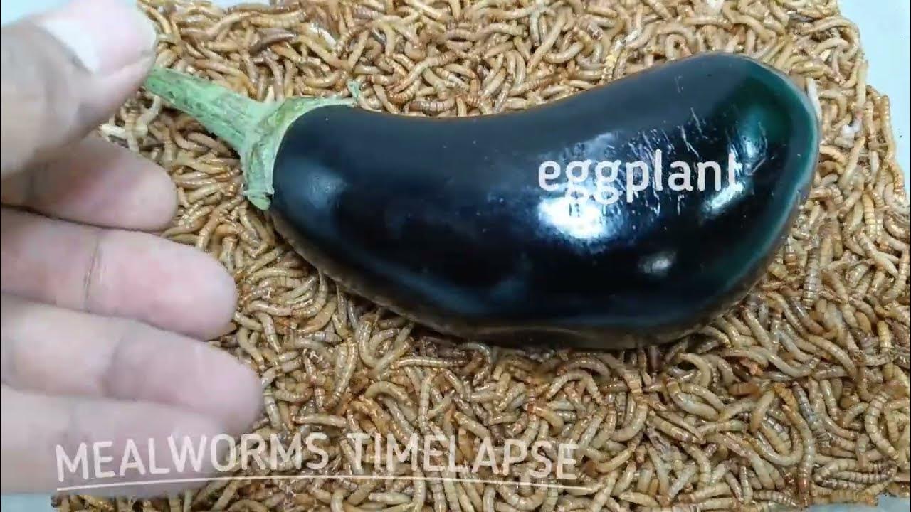 The fight of mealworms with eggplant and mold in 13 days, Which of them