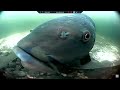 Cute tench overload