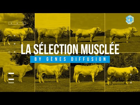 La sélection Musclée by Gènes Diffusion