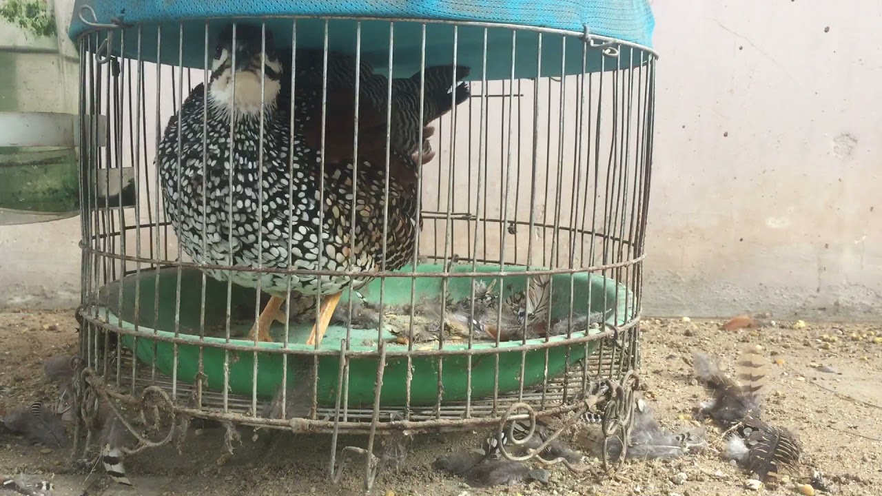 Chim đa đa con mới Tập gáy giọng đồng pha