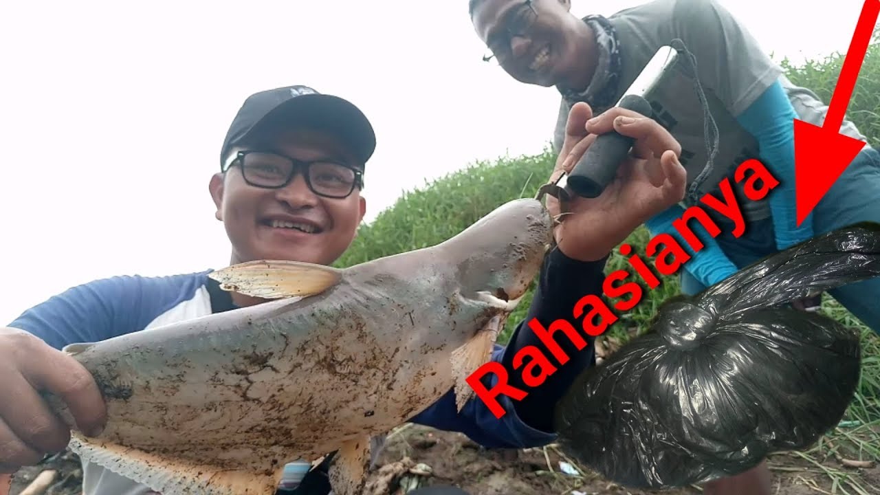Umpan jitu ikan patin - experimen umpan jitu ikan patin liar