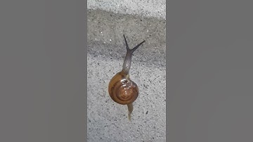 Snail Movement Close Up | How Snail Moves
