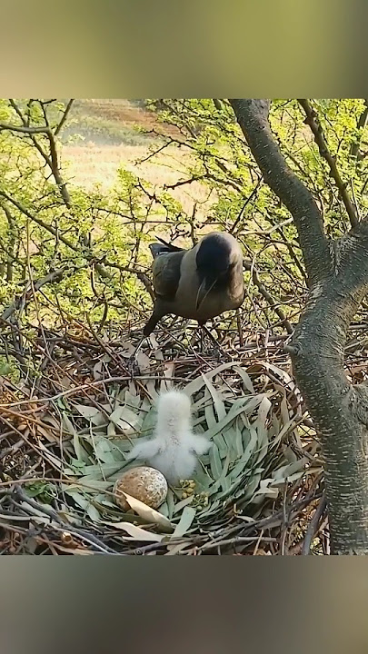 Revenge of the Eagle