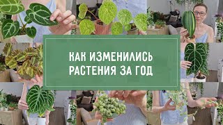 видео: Как выросли мои РАСТЕНИЯ за 1 ГОД картинка: Как выросли мои РАСТЕНИЯ за 1 ГОД