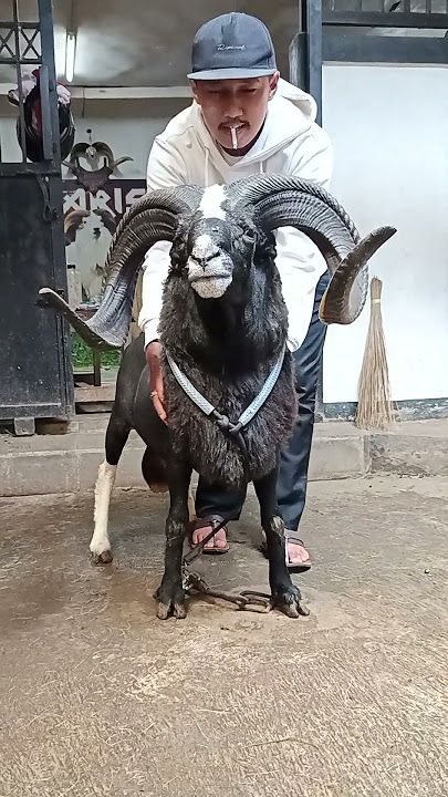 RAJA TULIS nya KOTA BANDUNG P #dombasheep #dombakasep #domba #animals #hpdki