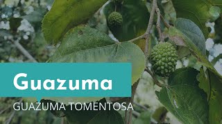 Guazuma tomentosa, un árbol valioso e interesante.