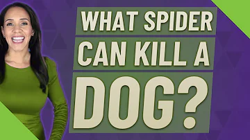 Are wolf spiders deadly to dogs?