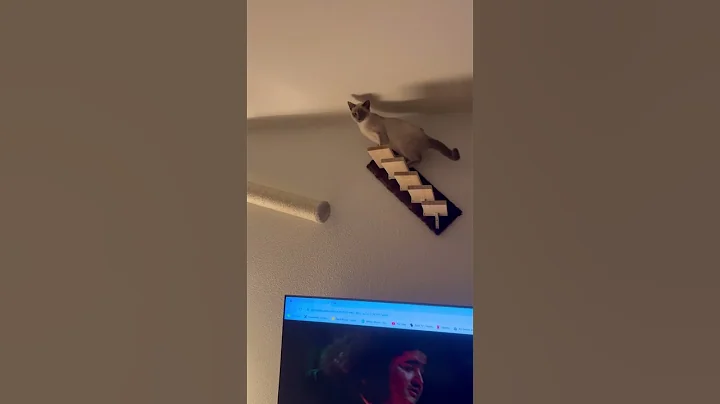 Video 10120721: cat kitten pets funnycat, kitten pet animal funnycat, kitten cute pets funnycat, cat kitten pets funny