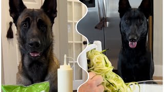 Dog Snack Compilation #dog #smartdog #doglife