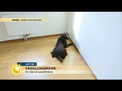 Video: Kate Mara är en stor hund älskare och bevisat det på ett stort sätt