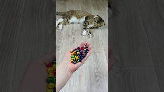 Cat 🐱 Barsik Beads 🍄 Reverse Video #marblerunandmore #cat #funny #asmr #reversevideo