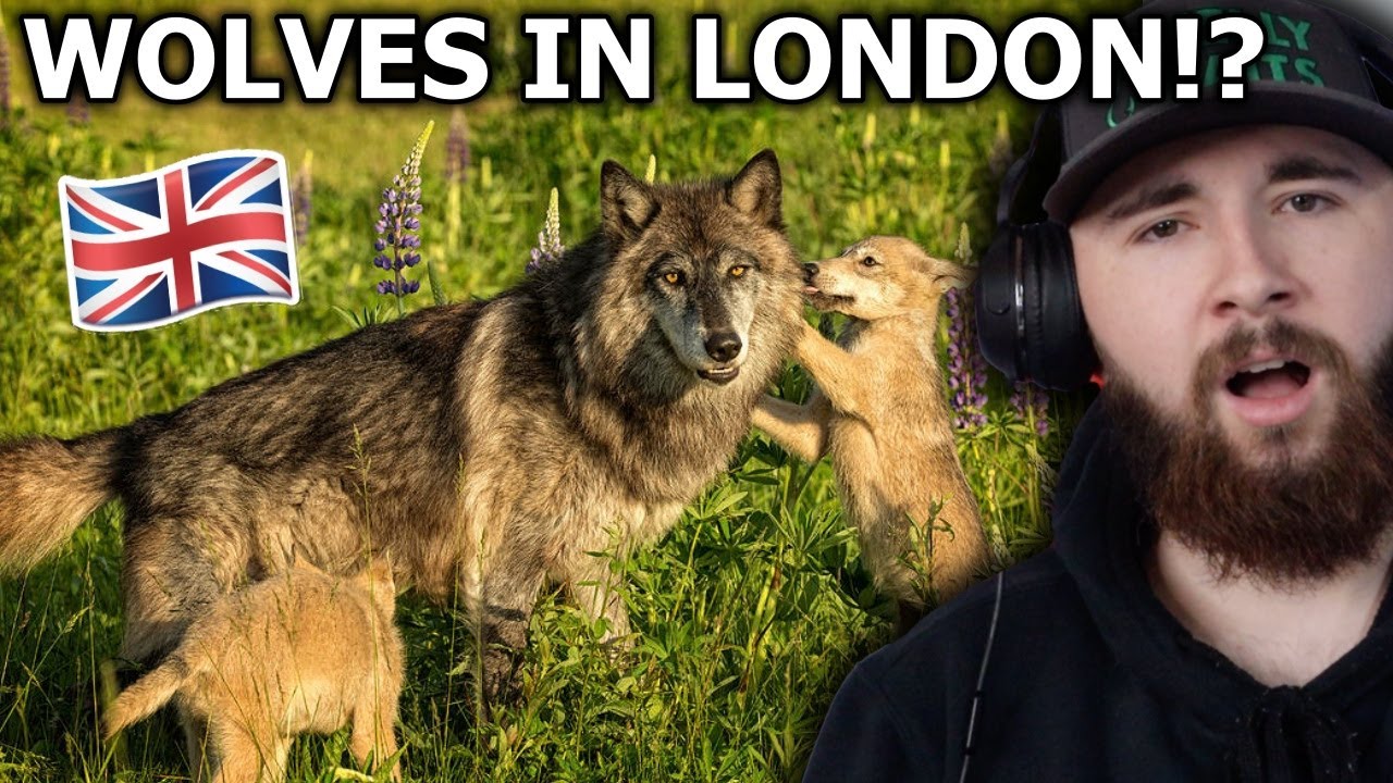 American Reacts to How to Bring Wilderness Back to Britain - Rewilding The UK!!