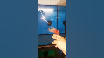 kamfa GB phượng hoàng lữa dá tốt phone zalo 0932087100 #kingkamfa #cácảnh #kamfa #cálahán