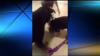 Celebrity 2 women accused of leaving dogs in hot cars Net Worth