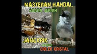 tonjolan materi!JANGKRIK lanjut ciblek KRISTAL,pedes didengar,tembus digantangan@MusicMelodysRecord