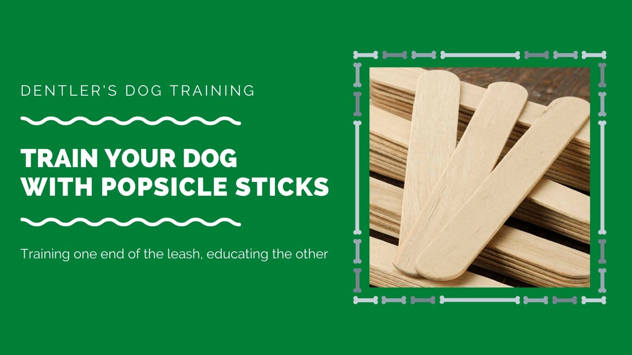 Train Your Dog With Popsicle Sticks!