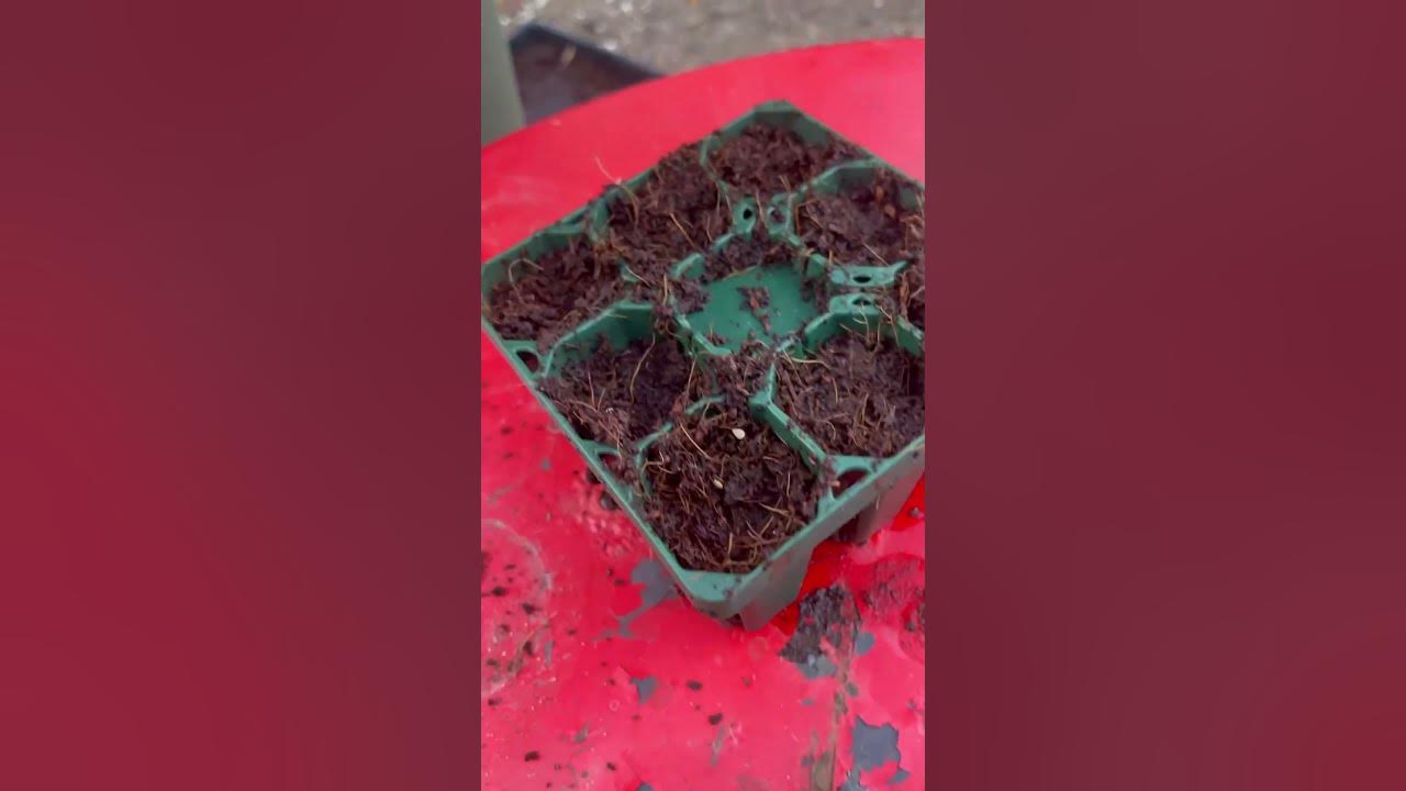 New Year, New Seeds! YouTube