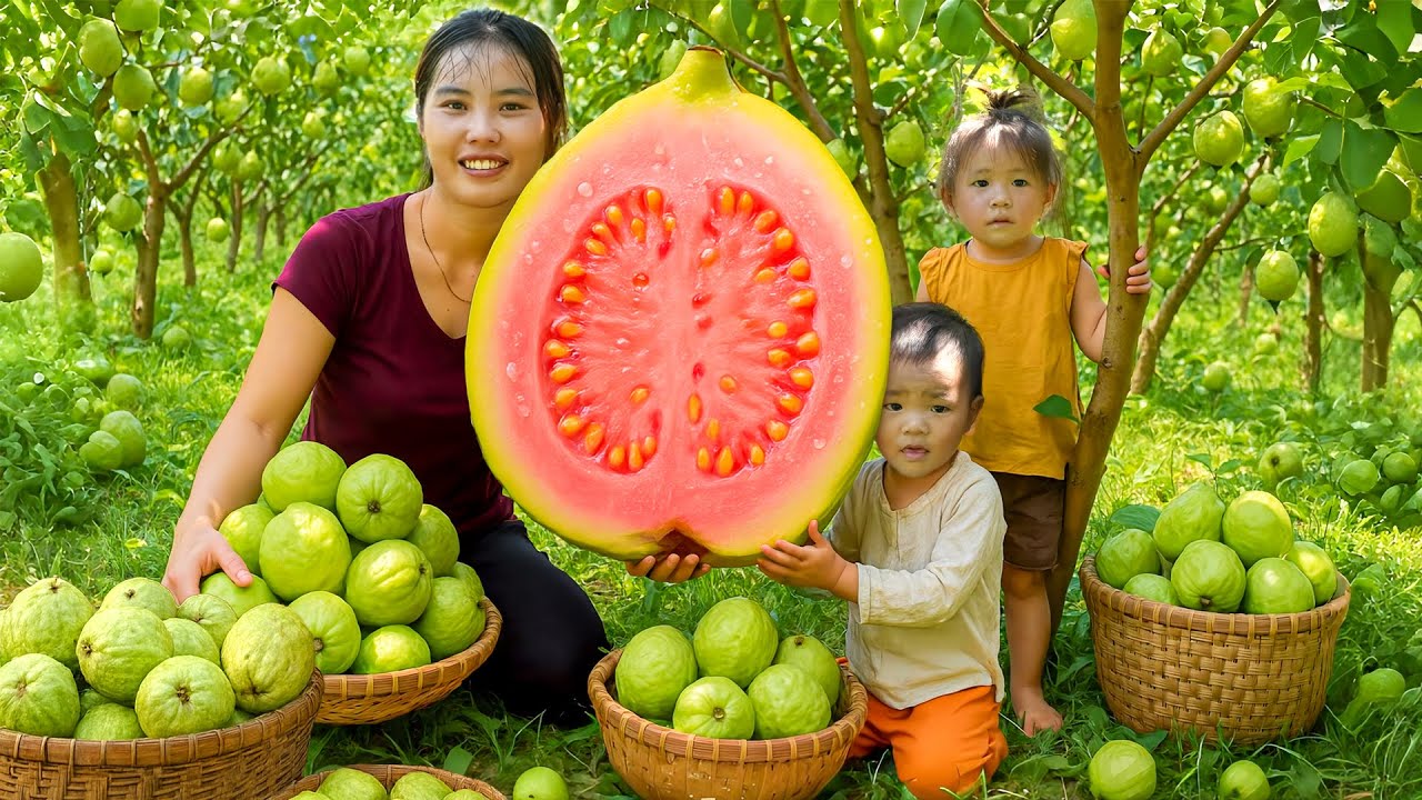 Harvesting 1000kg of big guavas with my children to sell at the fruit market, take care of my family
