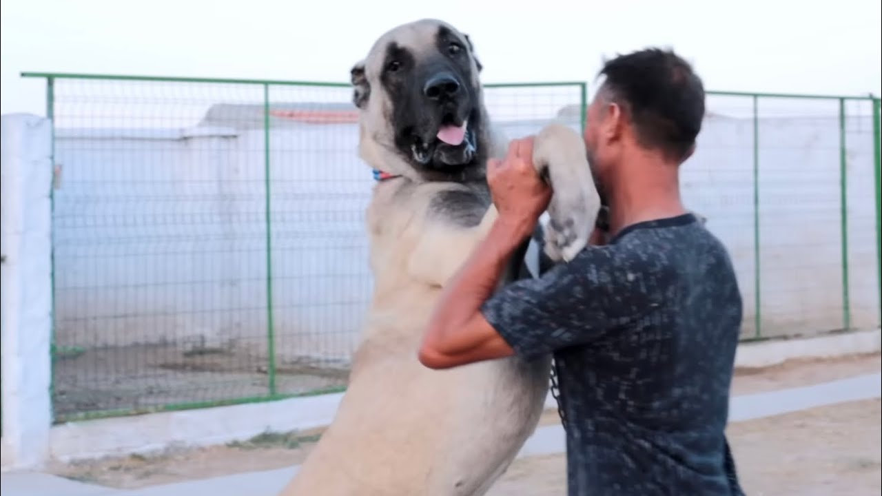 TÜRKİYEDEKİ EN İRİ ÇOBAN KÖPEKLERİ BİR ARADA ~ DEV KÖPEKLER VE EFSANE