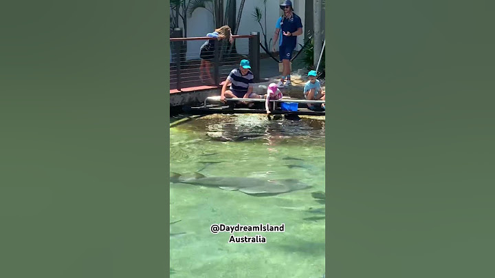 Feeding stingrays #stingray #stingrays #fish #daydreamisland #queensland #australia #wildlife