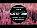 Садовый Центр &quot;Марусин Сад&quot; - Вереск