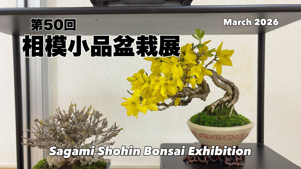 第50回 相模小品盆栽展／The 50th Sagami Shohin Bonsai Exhibition