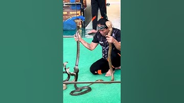 Man Selecting Cobras For Snake Show. || Selection of snakes for the "snake show".Cobra SLAP