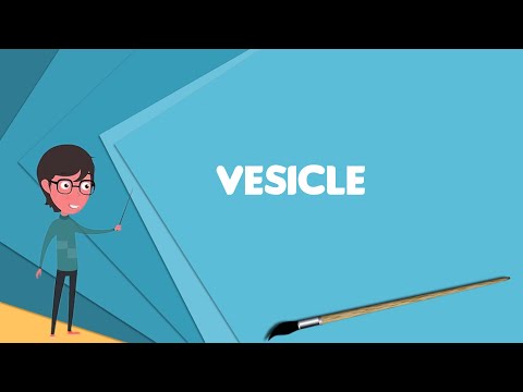 What is Vesicle (biology and chemistry)?, Explain Vesicle (biology and chemistry)