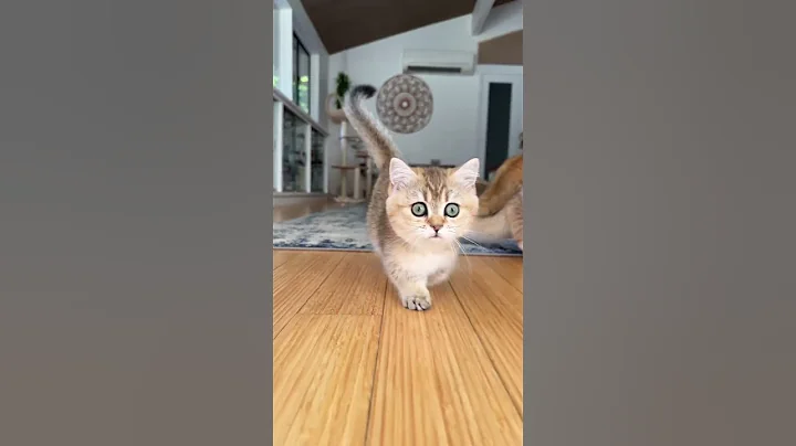 Video 10593831: cat munchkin baby kitten, playing munchkin cat kitten, munchkin cute kittens cat, cat kitten usa