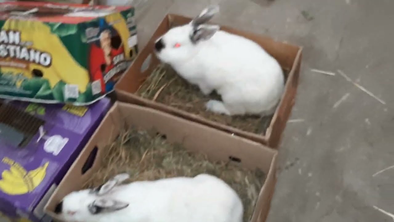 QAZAX DOVŞAN FERMASINA QOBU KROLLDAN GƏLƏN KALİFORNİYALAR.SİFARİŞ.055-307-71-20. 