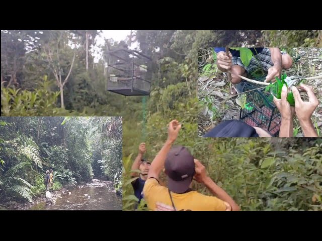 🔴mikat burung cucak ijo di hutan bonus burung kapas tembak bukor dari alam class=