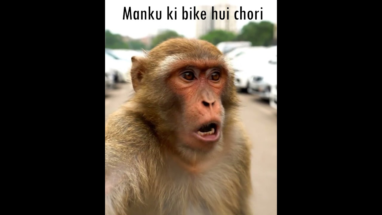 Indian Monkey AI Vlog | Someone robbedd manku's bike 